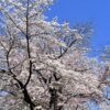 今日から4月＆長男の大学入学式